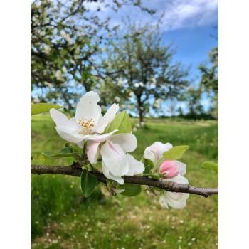 Obstwiese.jpg