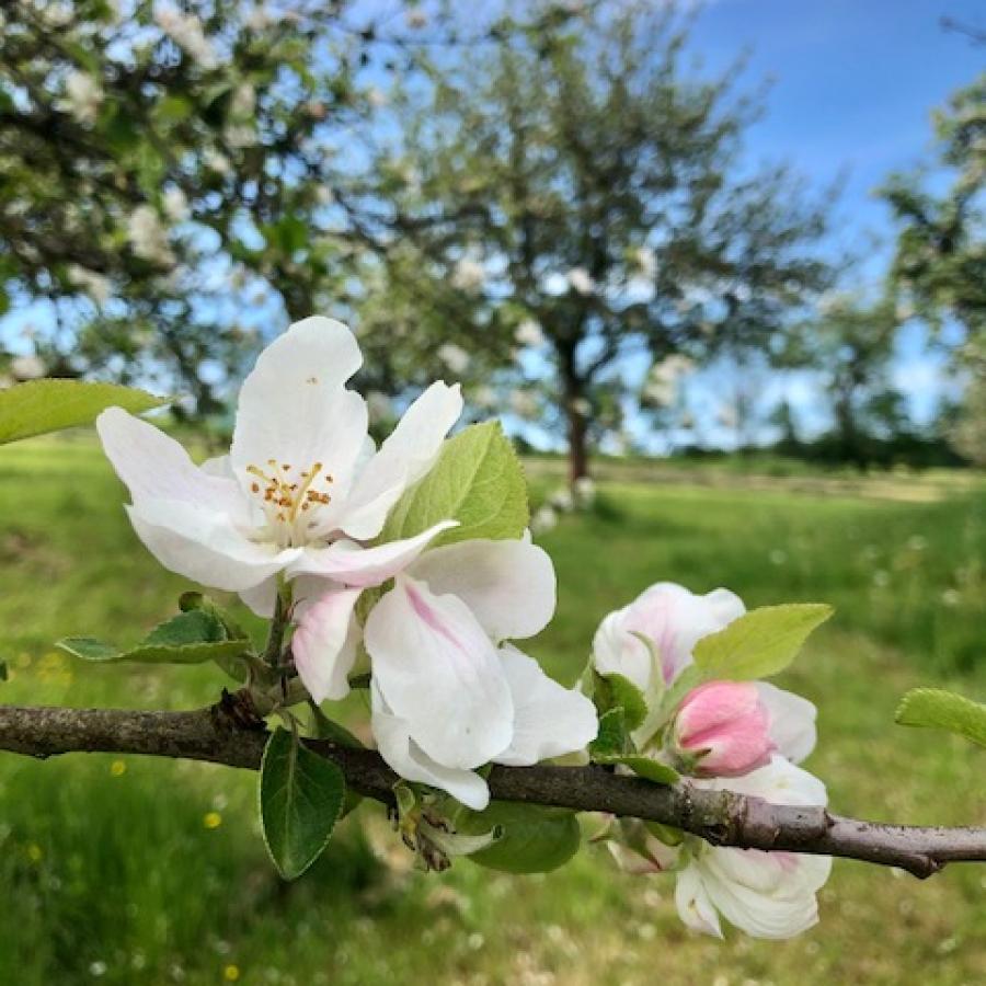 Obstwiese.jpg